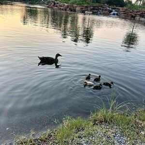 Meet your Posher, El